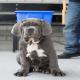 images/Puppy/Bachus.jpg