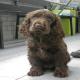images/Puppy/Browny.jpg